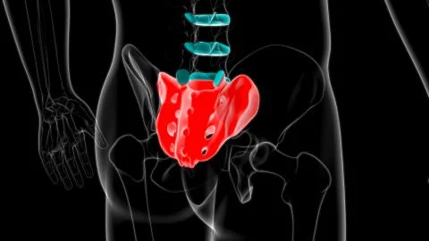 Human skeleton anatomy Sacral Bone 3D Rendering Stock Illustration
