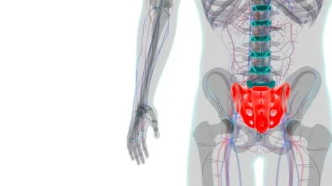 Human skeleton anatomy Sacral Bone 3D Rendering 库存插图