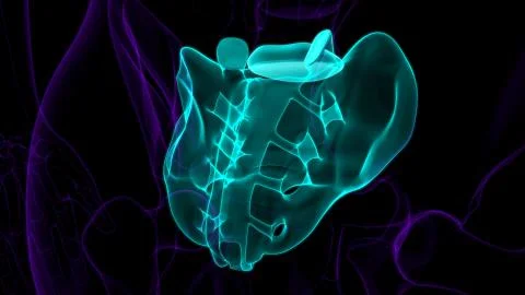Human skeleton anatomy Sacral Bone 3D Rendering Ilustración de archivo
