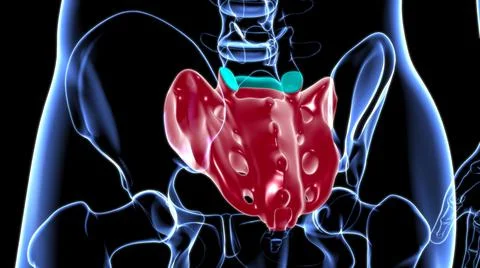 Human skeleton anatomy Sacral Bone 3D Rendering Stock Illustration