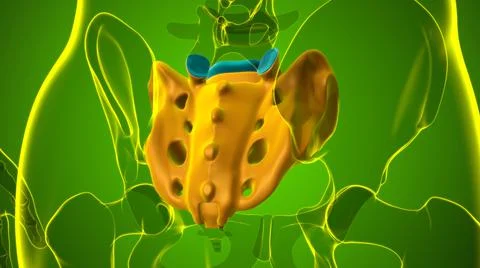 Human skeleton anatomy Sacral Bone 3D Rendering Stock Illustration