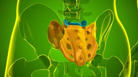 Human skeleton anatomy Sacral Bone 3D Rendering Stock Illustration