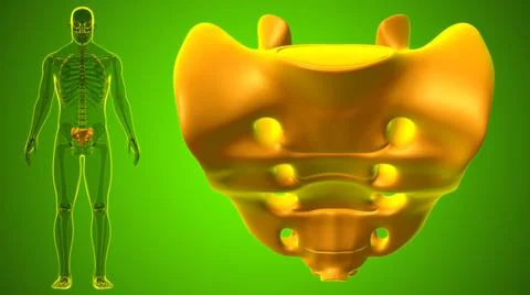Human skeleton anatomy Sacral Bone 3D Rendering 库存插图