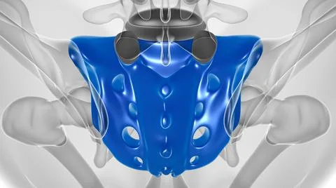 Human skeleton anatomy Sacral Bone 3D Rendering Stock Illustration