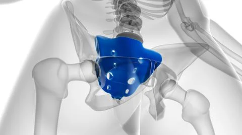 Human skeleton anatomy Sacral Bone 3D Rendering Ilustración de archivo