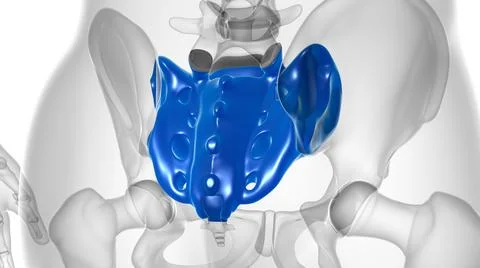 Human skeleton anatomy Sacral Bone 3D Rendering Stock Illustration