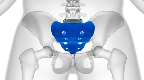 Human skeleton anatomy Sacral Bone 3D Rendering Stock Illustration