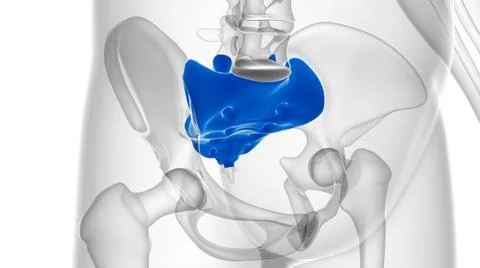 Human skeleton anatomy Sacral Bone 3D Rendering Ilustración de archivo