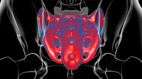 Human skeleton anatomy Sacral Bone 3D Rendering Stock Illustration