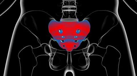 Human skeleton anatomy Sacral Bone 3D Rendering 스톡 일러스트