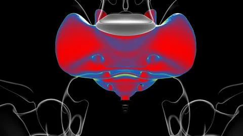 Human skeleton anatomy Sacral Bone 3D Rendering Ilustración de archivo