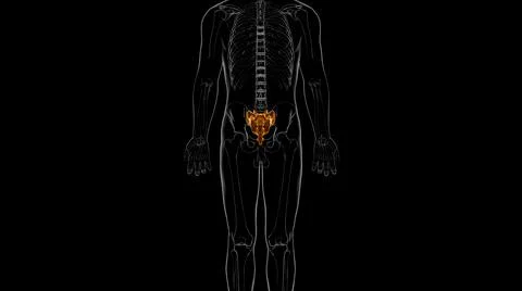Human skeleton anatomy Sacral Bone 3D Rendering Illustrazione stock