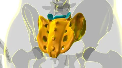 Human skeleton anatomy Sacral Bone 3D Rendering Stock-Illustration