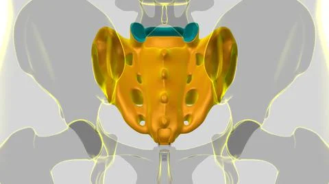 Human skeleton anatomy Sacral Bone 3D Rendering Stock-Illustration