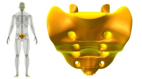Human skeleton anatomy Sacral Bone 3D Rendering 库存插图