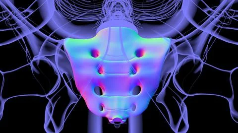 Human skeleton anatomy Sacral Bone 3D Rendering Stock Illustration