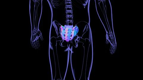 Human skeleton anatomy Sacral Bone 3D Rendering Stock Illustration