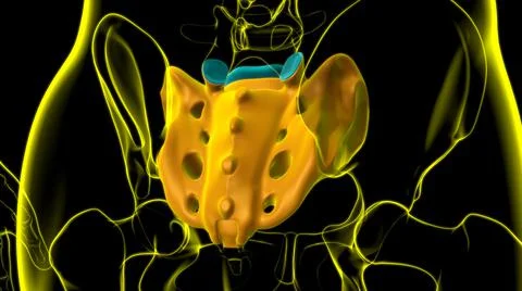Human skeleton anatomy Sacral Bone 3D Rendering 库存插图
