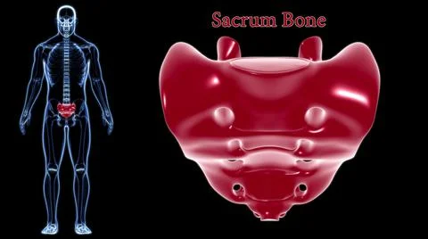 Human skeleton anatomy Sacral Bone 3D Rendering Stock Illustration