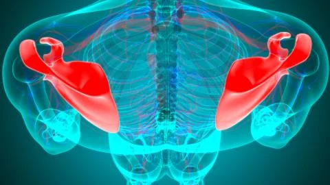 Human skeleton anatomy Scapula Bone 3D Rendering 库存插图