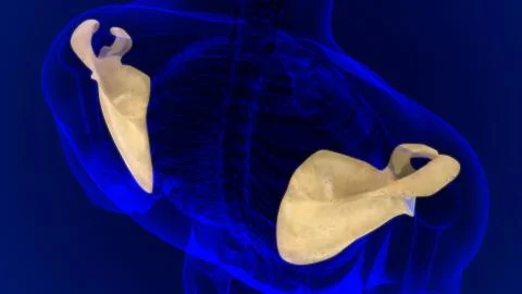 Human skeleton anatomy Scapula Bone 3D Rendering 스톡 일러스트