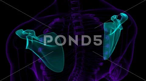 Human skeleton anatomy Scapula Bone 3D Rendering: Graphic #139958409