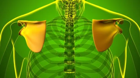 Human skeleton anatomy Scapula Bone 3D Rendering Stock Illustration