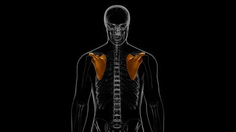Human skeleton anatomy Scapula Bone 3D Rendering Ilustración de archivo