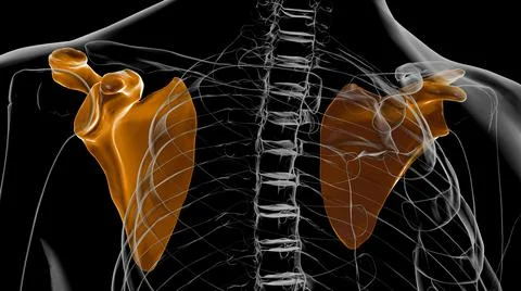 Human skeleton anatomy Scapula Bone 3D Rendering Stock Illustration