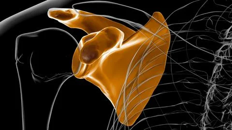 Human skeleton anatomy Scapula Bone 3D Rendering Ilustración de archivo