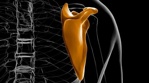 Human skeleton anatomy Scapula Bone 3D Rendering Ilustración de archivo