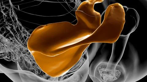 Human skeleton anatomy Scapula Bone 3D Rendering Illustrazione stock