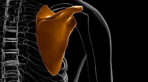 Human skeleton anatomy Scapula Bone 3D Rendering 스톡 일러스트
