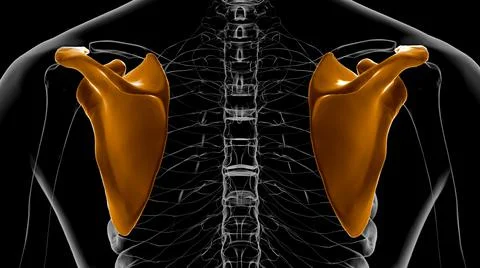 Human skeleton anatomy Scapula Bone 3D Rendering Ilustración de archivo