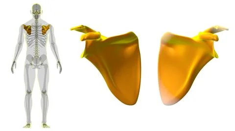 Human skeleton anatomy Scapula Bone 3D Rendering 스톡 일러스트