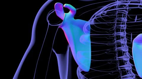Human skeleton anatomy Scapula Bone 3D Rendering Stock Illustration
