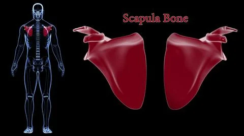 Human skeleton anatomy Scapula Bone 3D Rendering Stock Illustration