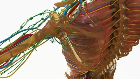 Human skeleton anatomy Scapula Bone 3D Rendering Stock Illustration