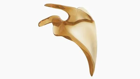 Human skeleton anatomy Scapula Bone 3D Rendering Stock Illustration