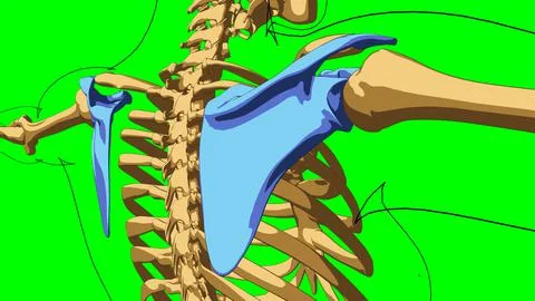 Human skeleton anatomy scapula bones for medical concept 3D illustration Stock-Illustration