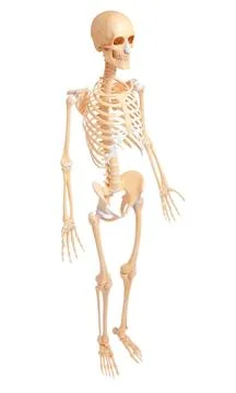 Human skeleton anatomy side Stock Illustration
