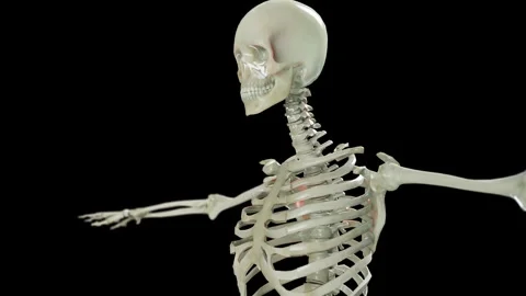 Human Skeleton Anatomy, skeletal system, Bones of Human Body, glass, rotation Stock Footage 242287758