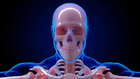 Human skeleton anatomy skll bones for medical concept 3D rendering Stock Illustration