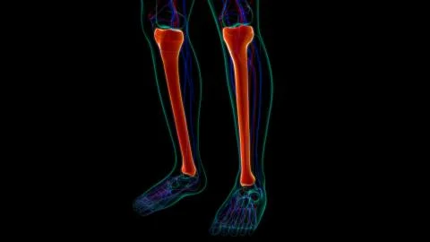 Human skeleton anatomy Tibia Bone 3D Rendering Ilustración de archivo