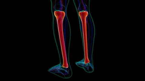 Human skeleton anatomy Tibia Bone 3D Rendering Stock Illustration