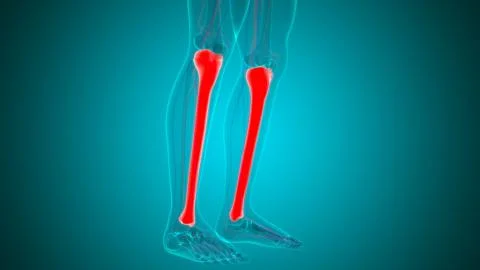 Human skeleton anatomy Tibia Bone 3D Rendering Ilustración de archivo