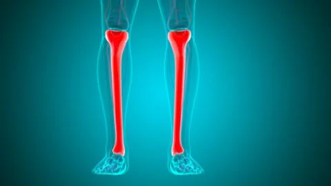 Human skeleton anatomy Tibia Bone 3D Rendering Stockillustratie
