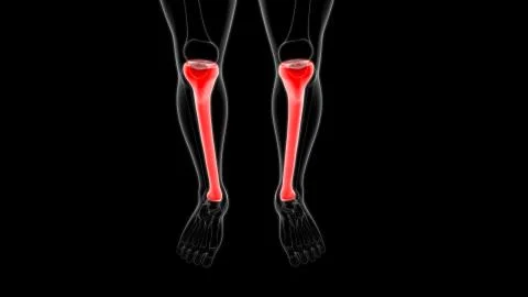 Human skeleton anatomy Tibia Bone 3D Rendering Ilustración de archivo