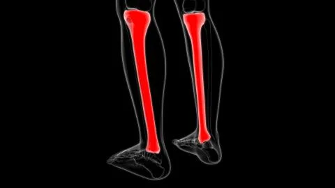 Human skeleton anatomy Tibia Bone 3D Rendering Stock Illustration