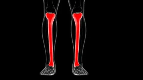 Human skeleton anatomy Tibia Bone 3D Rendering Ilustración de archivo